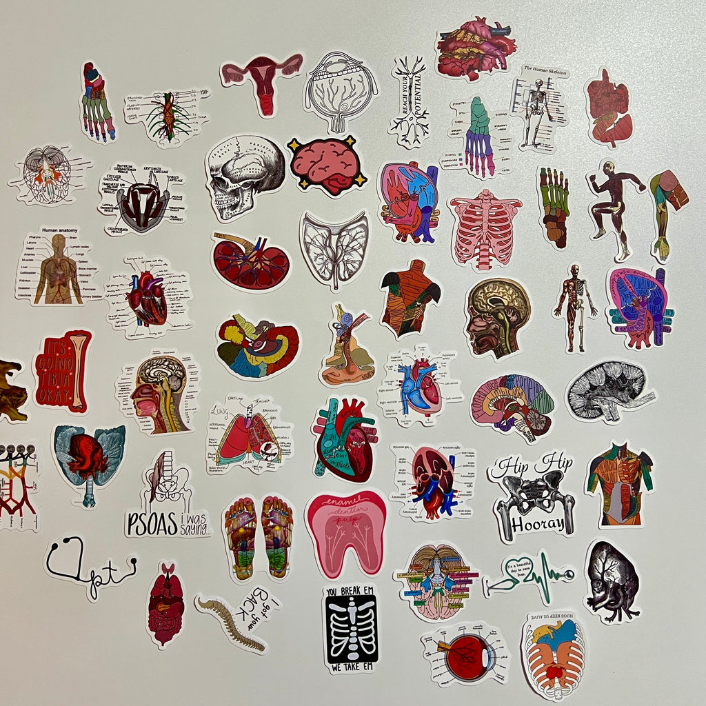 🧠 Human Anatomy Science Stickers