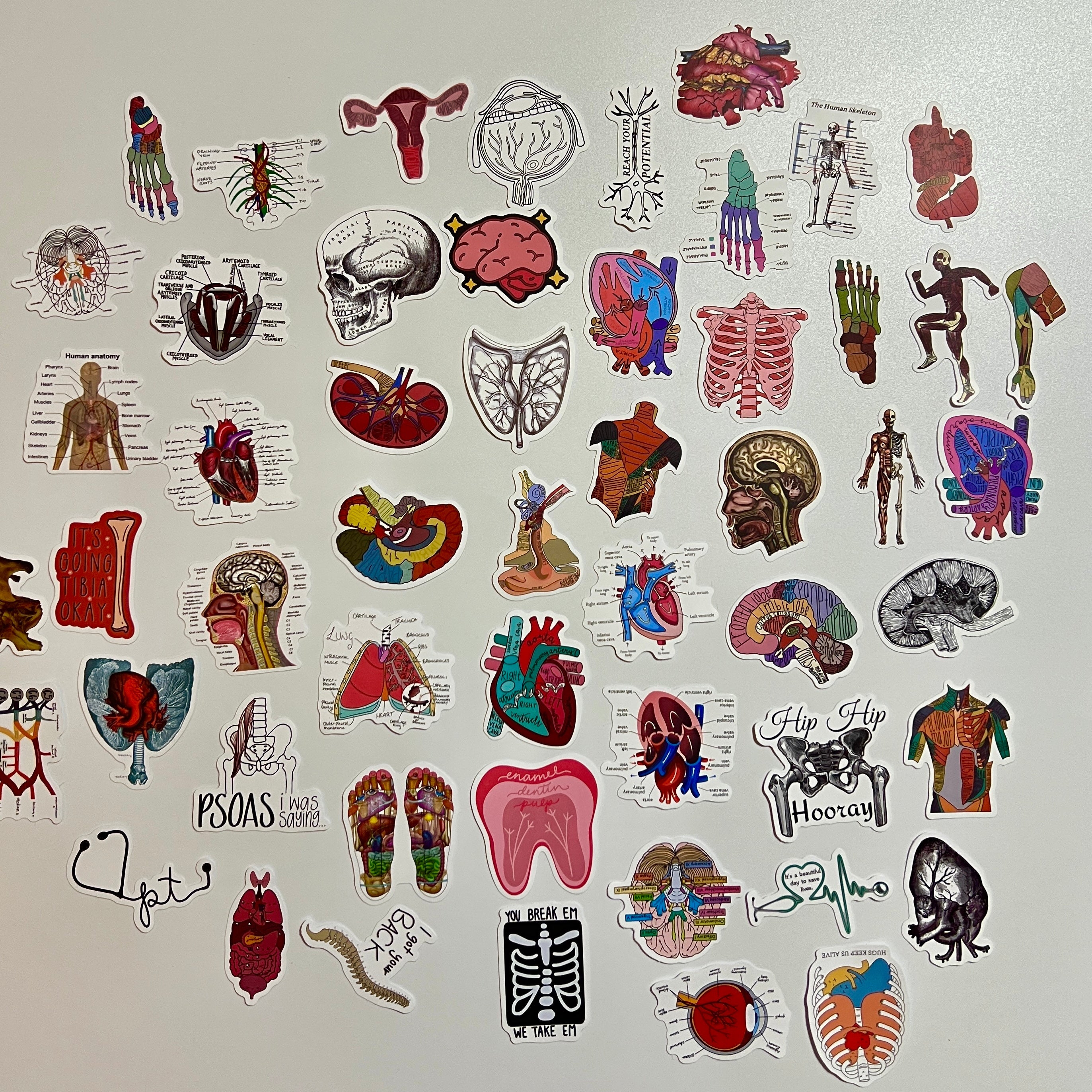 🧠 Human Anatomy Science Stickers