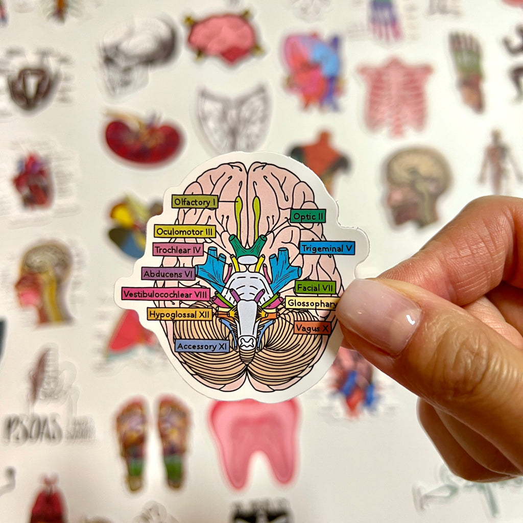 🧠 Human Anatomy Science Stickers