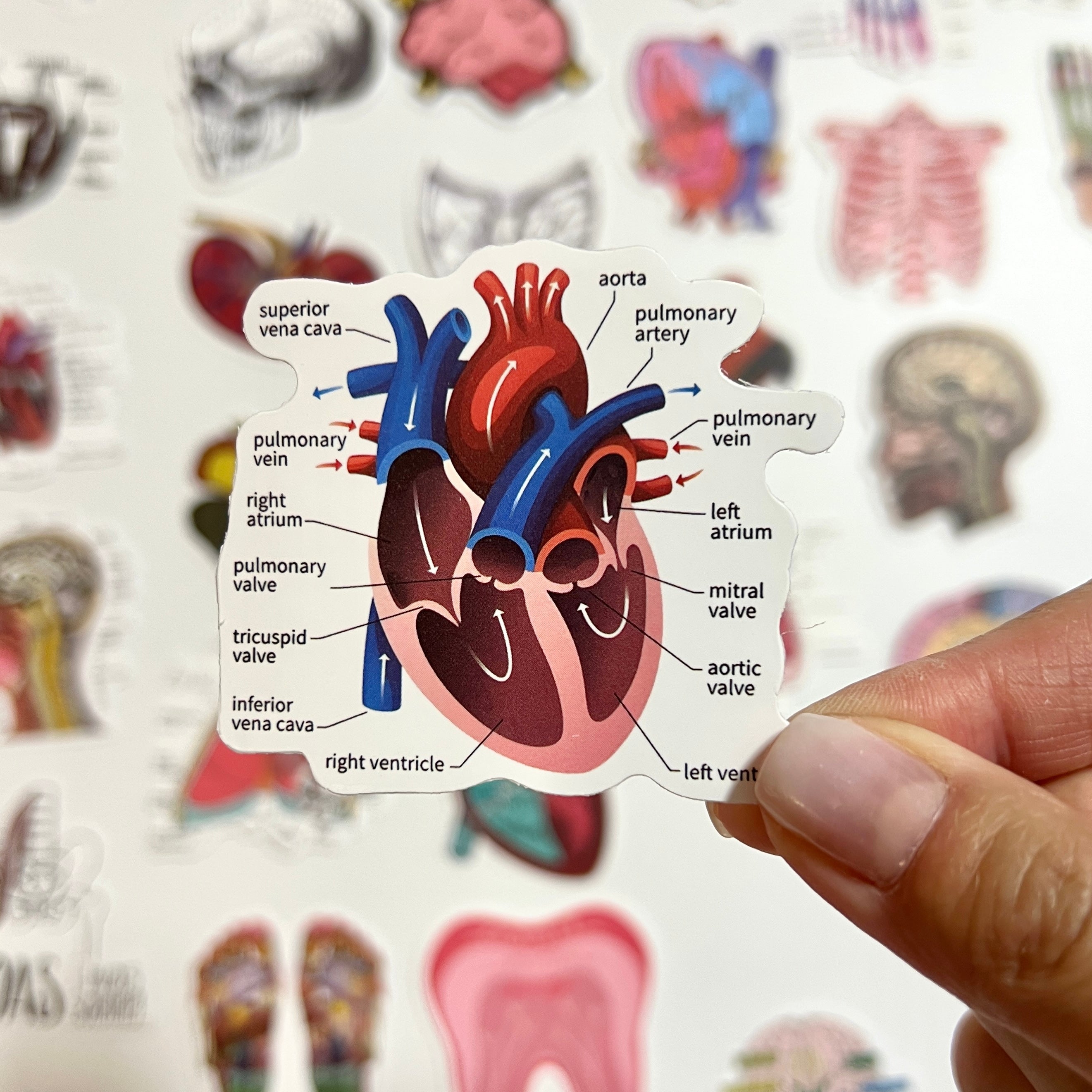 🧠 Human Anatomy Science Stickers