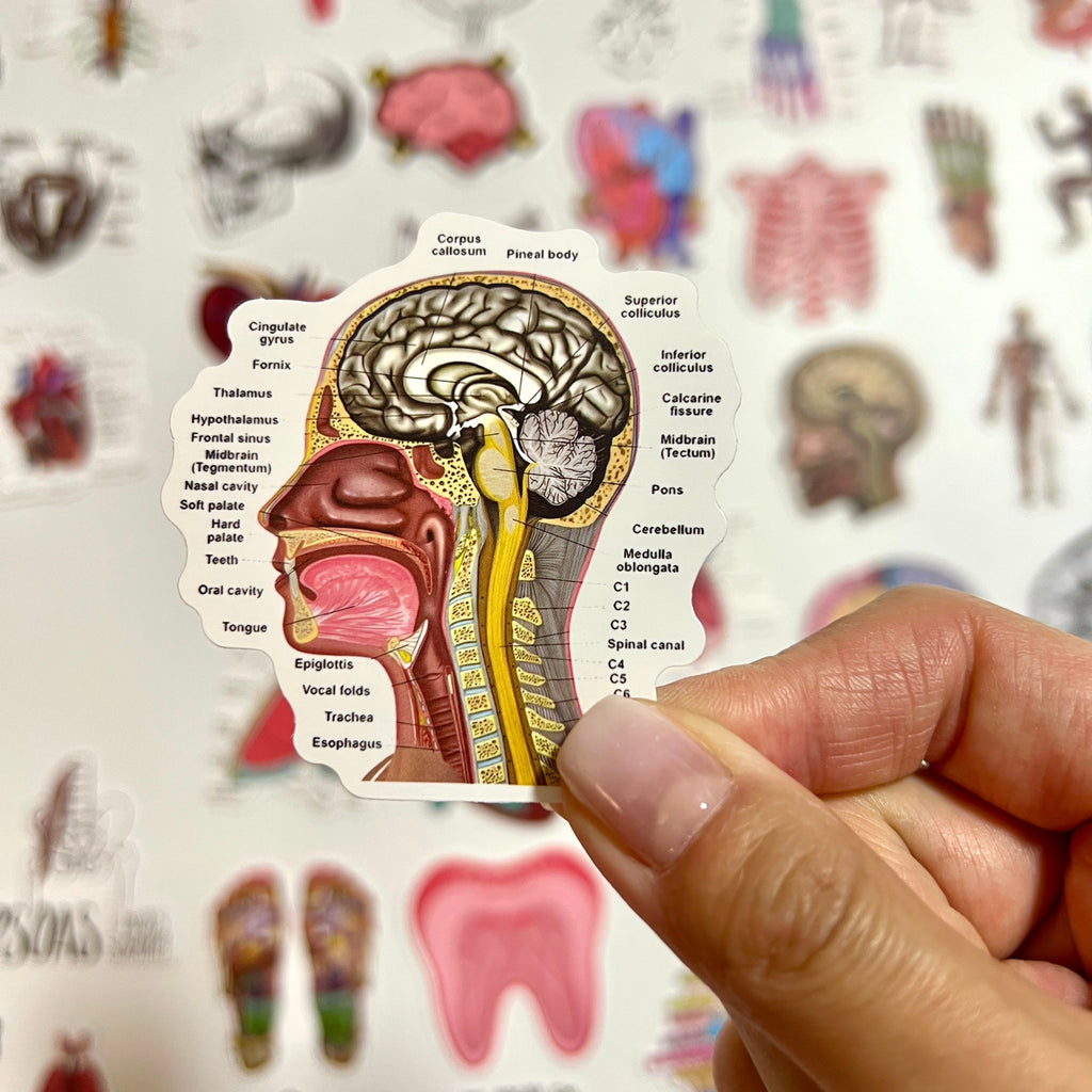 🧠 Human Anatomy Science Stickers